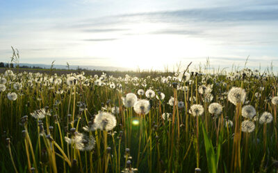 Into the weeds