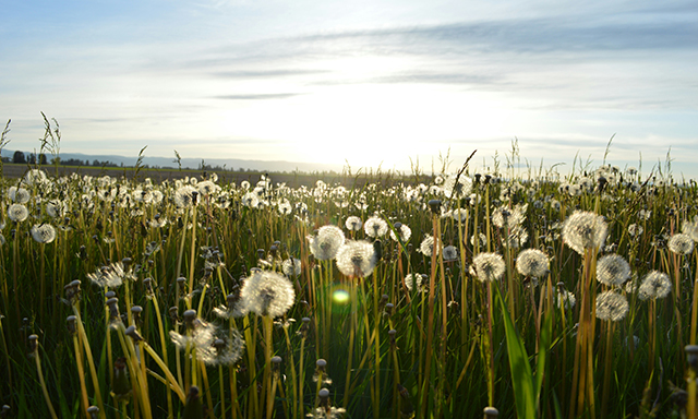 Into the weeds