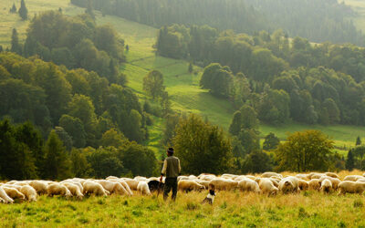 The work of shepherding