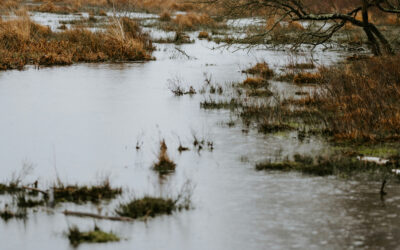 Our help is in the name of the Lord