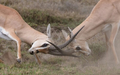 Tenderhearted conflict